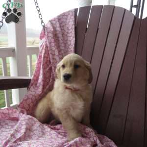 Uno, Golden Retriever Puppy